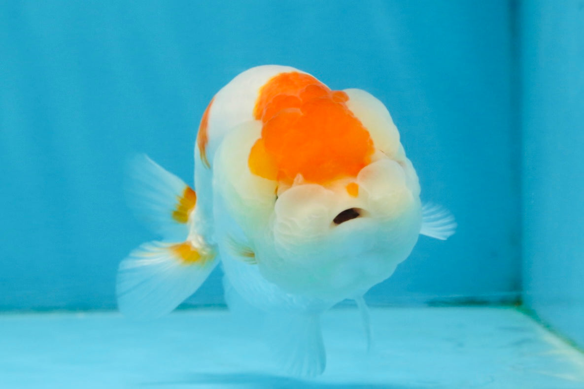 A Grade Red White LionQueen 4 inches #112125LC_13