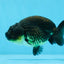 Bébé mâle Black Ranchu 3,5-4 pouces #0726RC_28