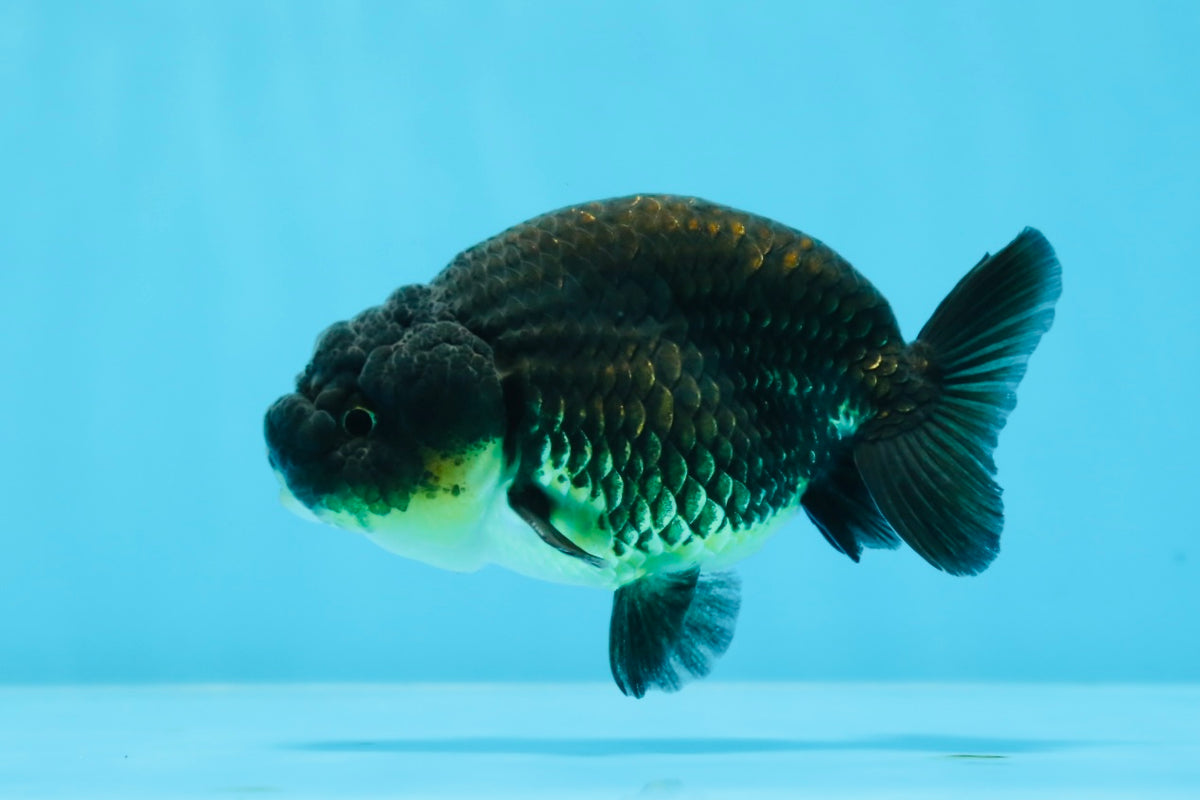 Baby Rancho Fish Baby Black Ranchu Male 3.5-4 inches #0726RC_28