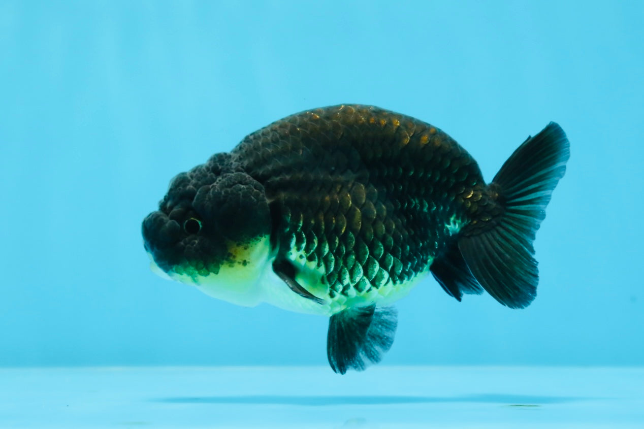 Baby Black Ranchu Male 3.5-4 inches #0726RC_28