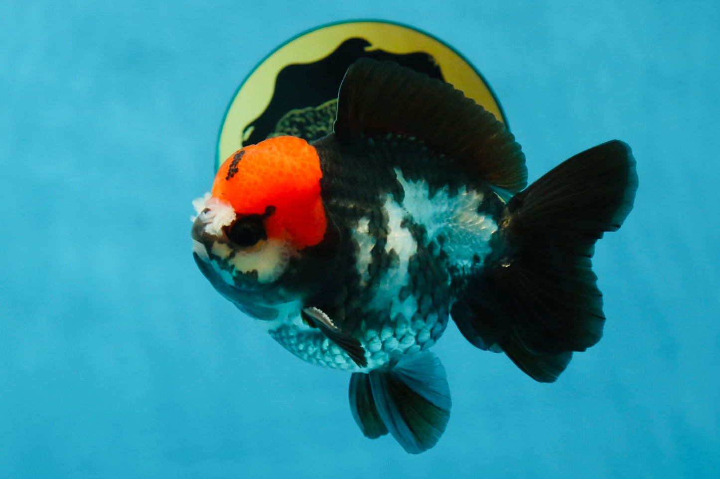 A Grade Pompom Tricolor Yuanbao Male 4 inches #052325YB_26