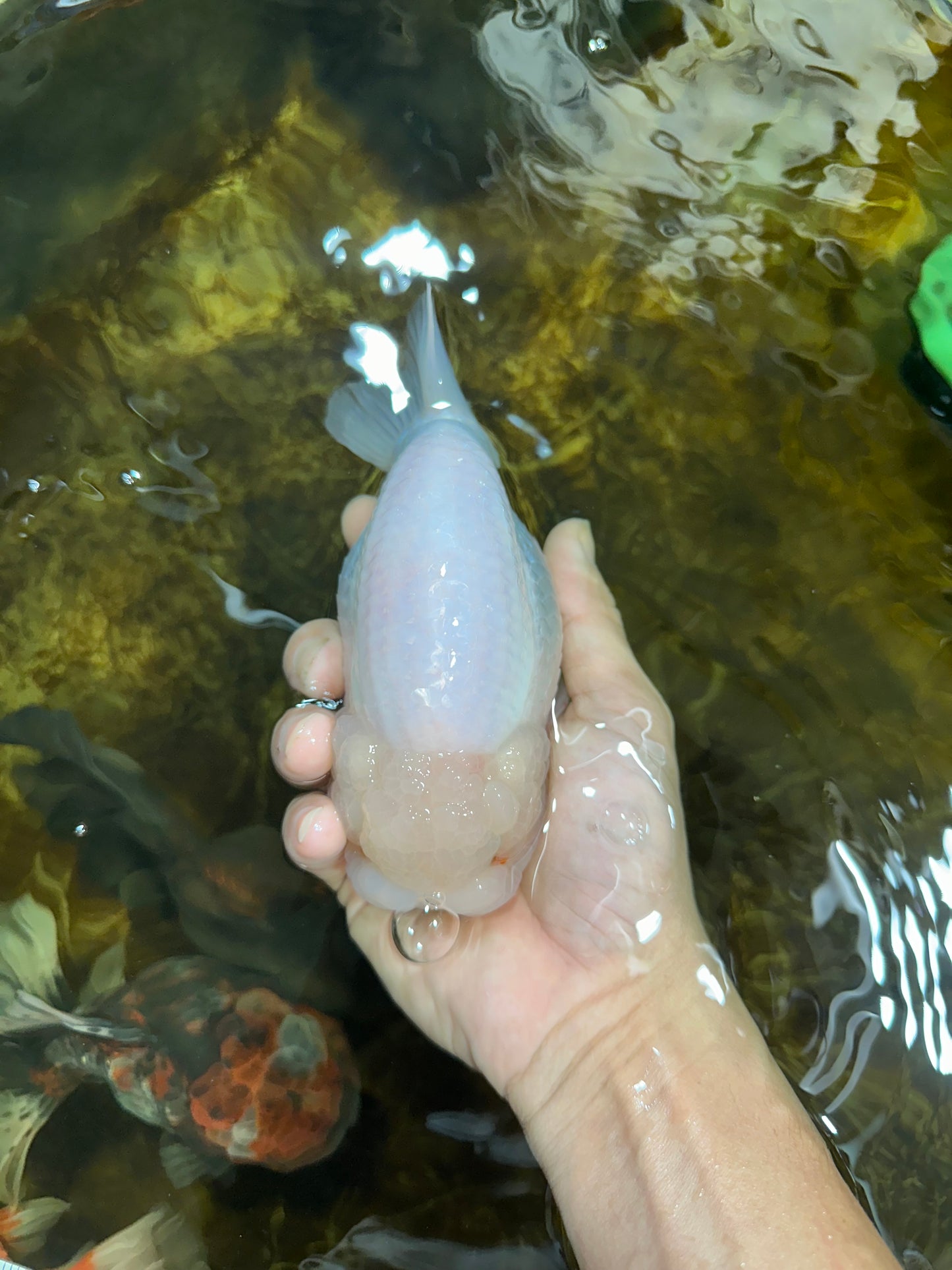 AAA Grade SNOW WHITE LionQueen 5.5-6 inches #090525LC_01