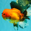 CHARLIE AAA Grade Apache Oranda Female 6.5 inches #091826OR_01