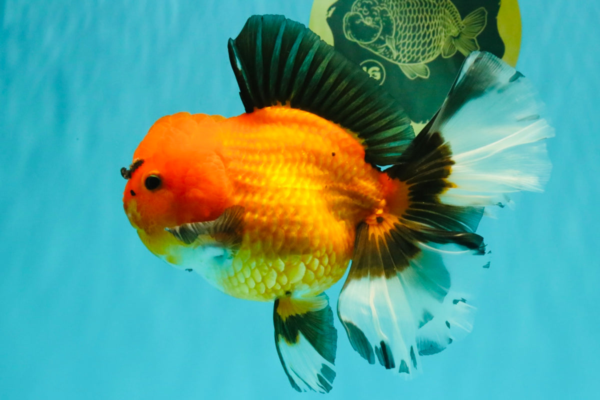 CHARLIE AAA Grade Apache Oranda Female 6.5 inches #091826OR_01