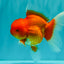A Grade Red Oranda Male 5.5 inches #070626OR_21