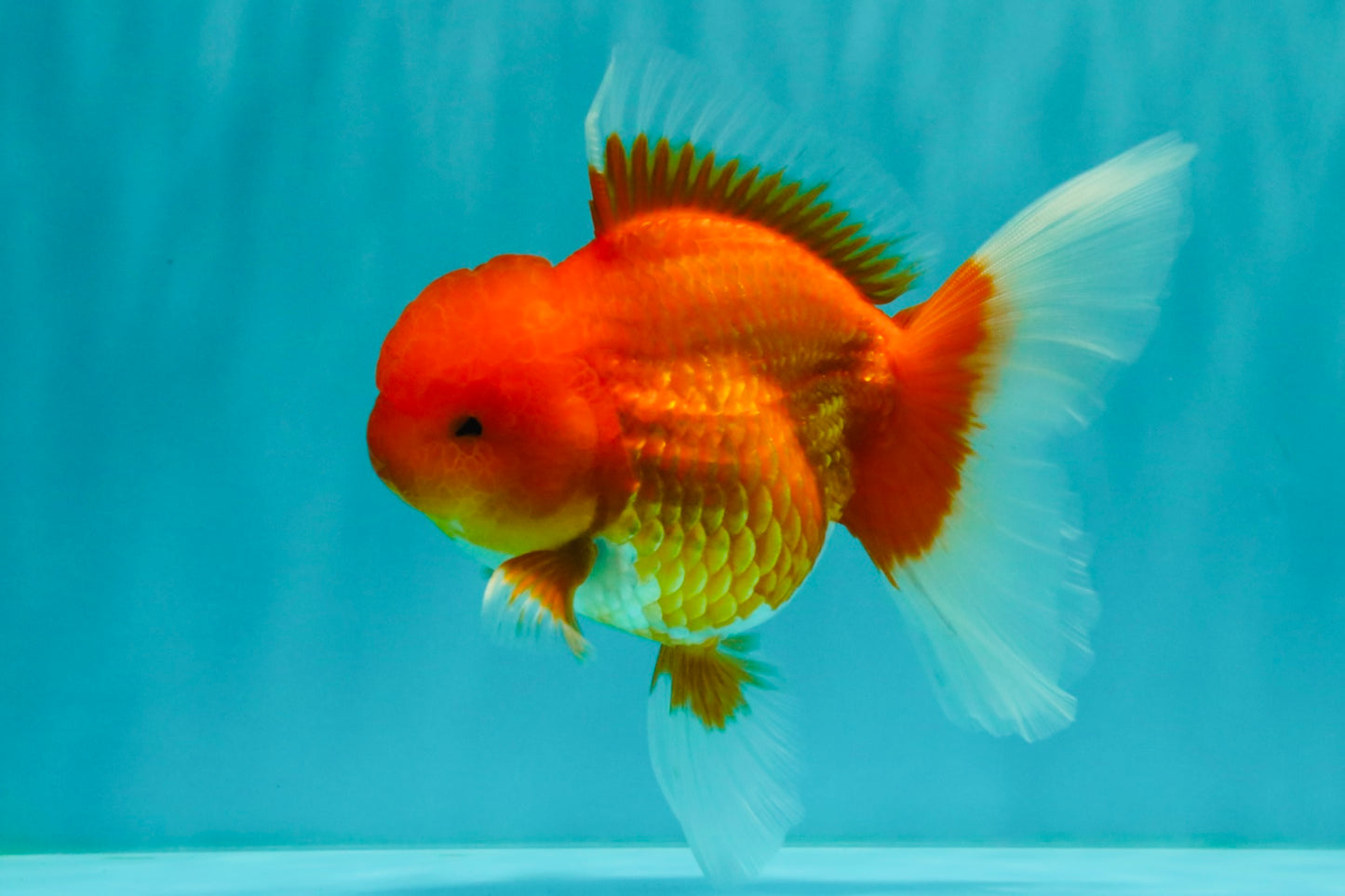 A Grade Red Oranda Male 5.5 inches #070626OR_21