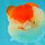 BIG WEN Red White Lionchu Female 4.5 inches #051526LC_16