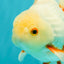 A Grade Red White Oranda Male 5.5-6 inches #102326OR_12