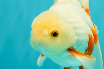 A Grade Red White Oranda Male 5.5-6 inches #102326OR_12