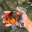 SPECIAL AAA Grade Tiger Oranda Male 6 inches #073126OR_23