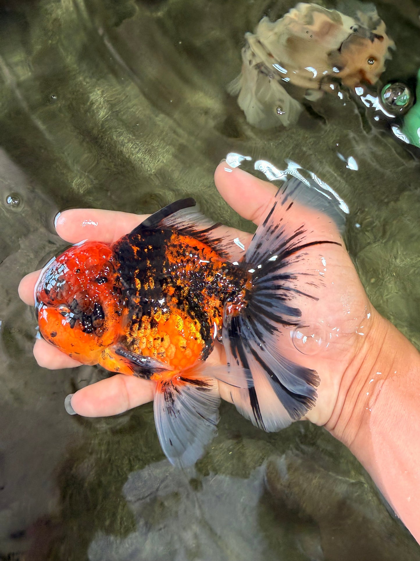 SPECIAL AAA Grade Tiger Oranda Male 6 inches #073126OR_23