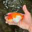 Red White LionChu Female 4.5 inches #070326LC_35