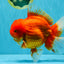 JUMBO A Grade Red White Oranda Male 7 inches #041026OR_03
