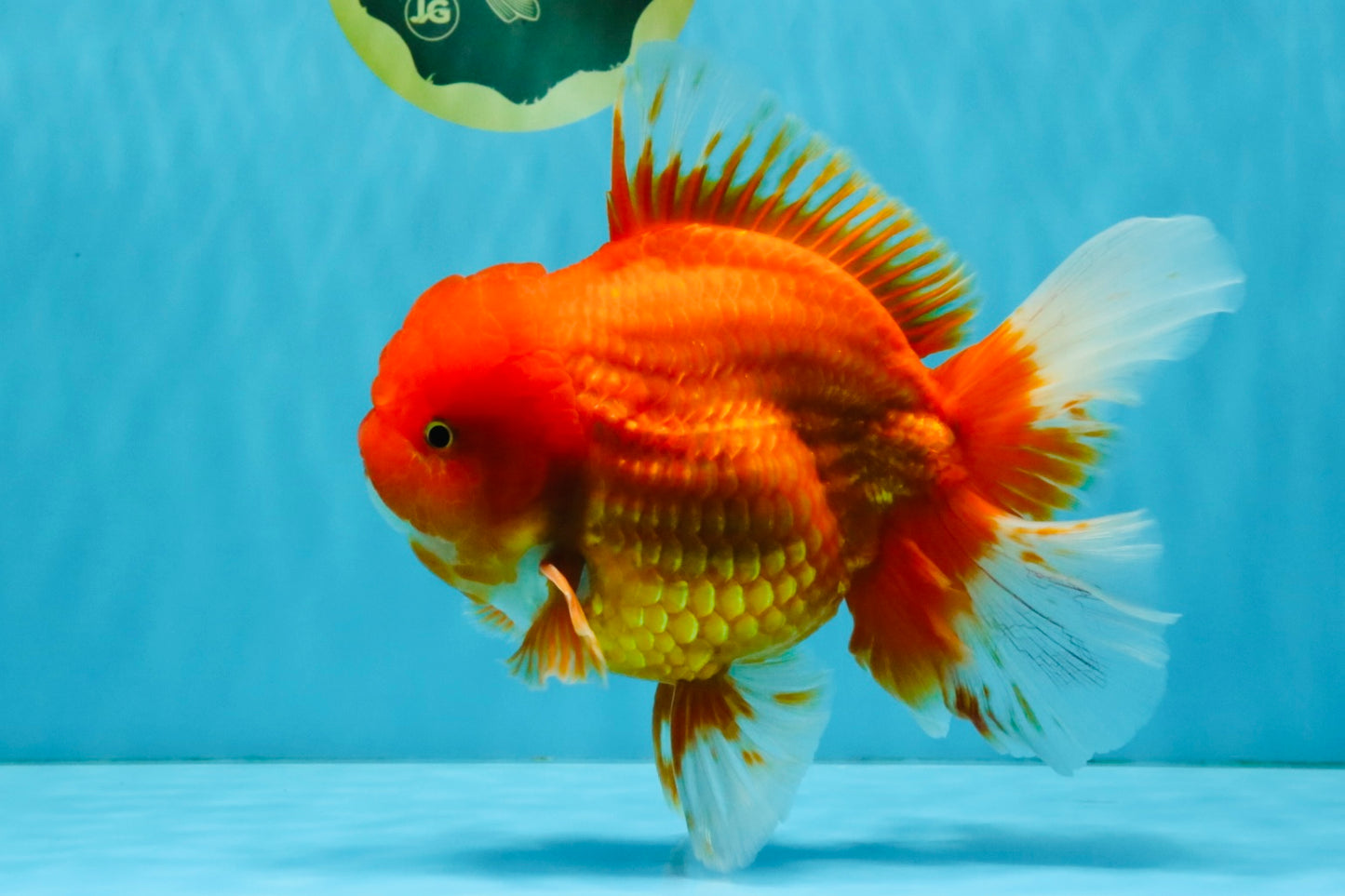 JUMBO A Grade Red White Oranda Male 7 inches #041026OR_03