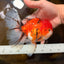 A Grade Sakura Oranda Male 6 inches #110725OR_04