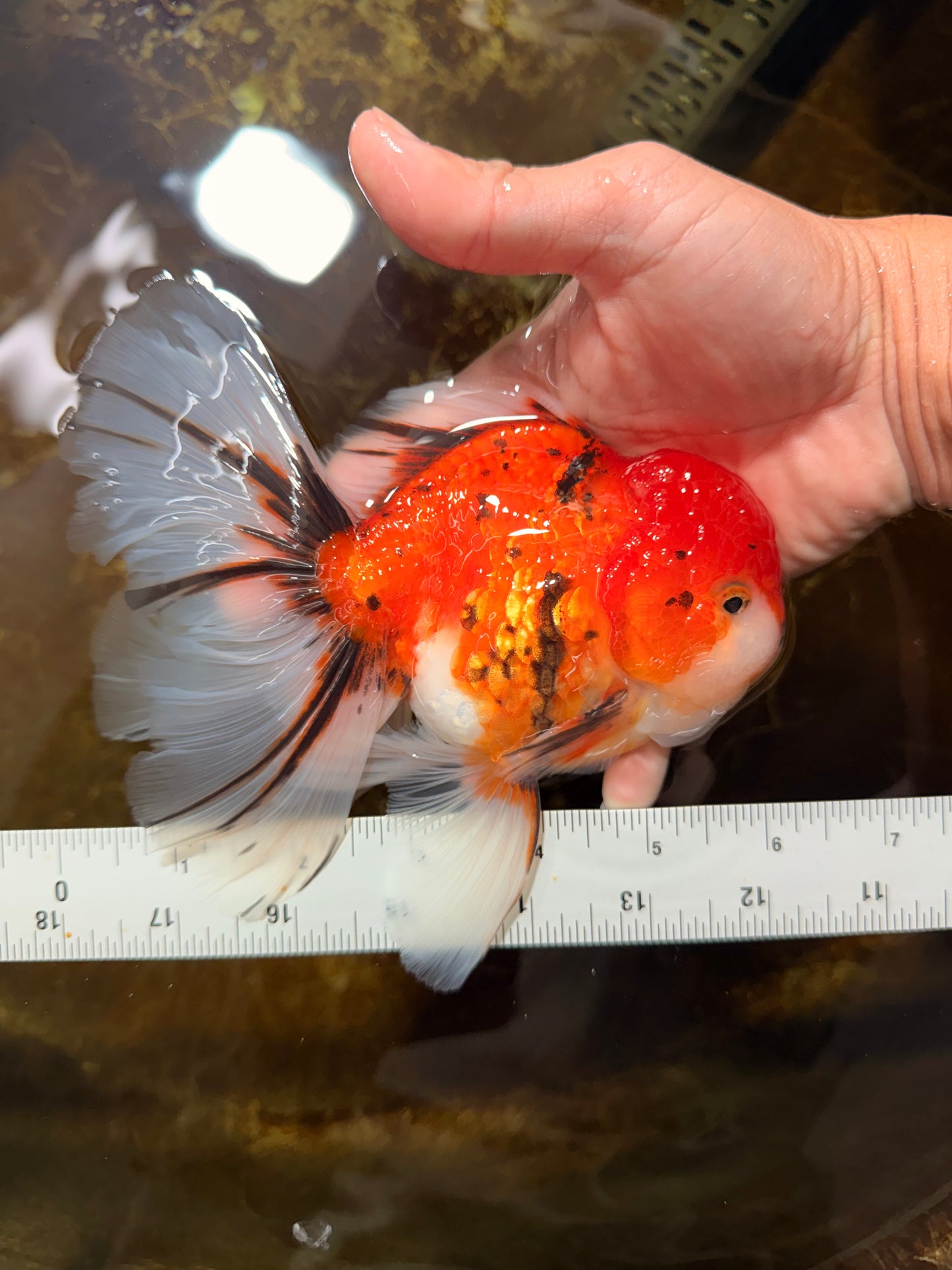 A Grade Sakura Oranda Male 6 inches #110725OR_04