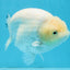 A Grade Snow White Sakura Ranchu Male 5.5 inches #110725RC_15
