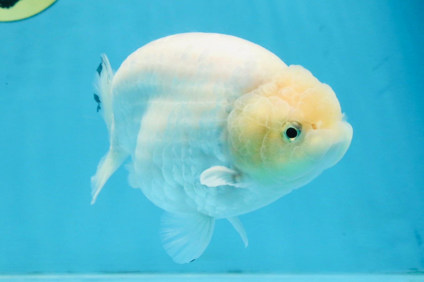 A Grade Snow White Sakura Ranchu Male 5.5 inches #110725RC_15