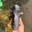 AAA Grade Broadtail Black Godzilla Oranda Male 7 inches #071026OR_01