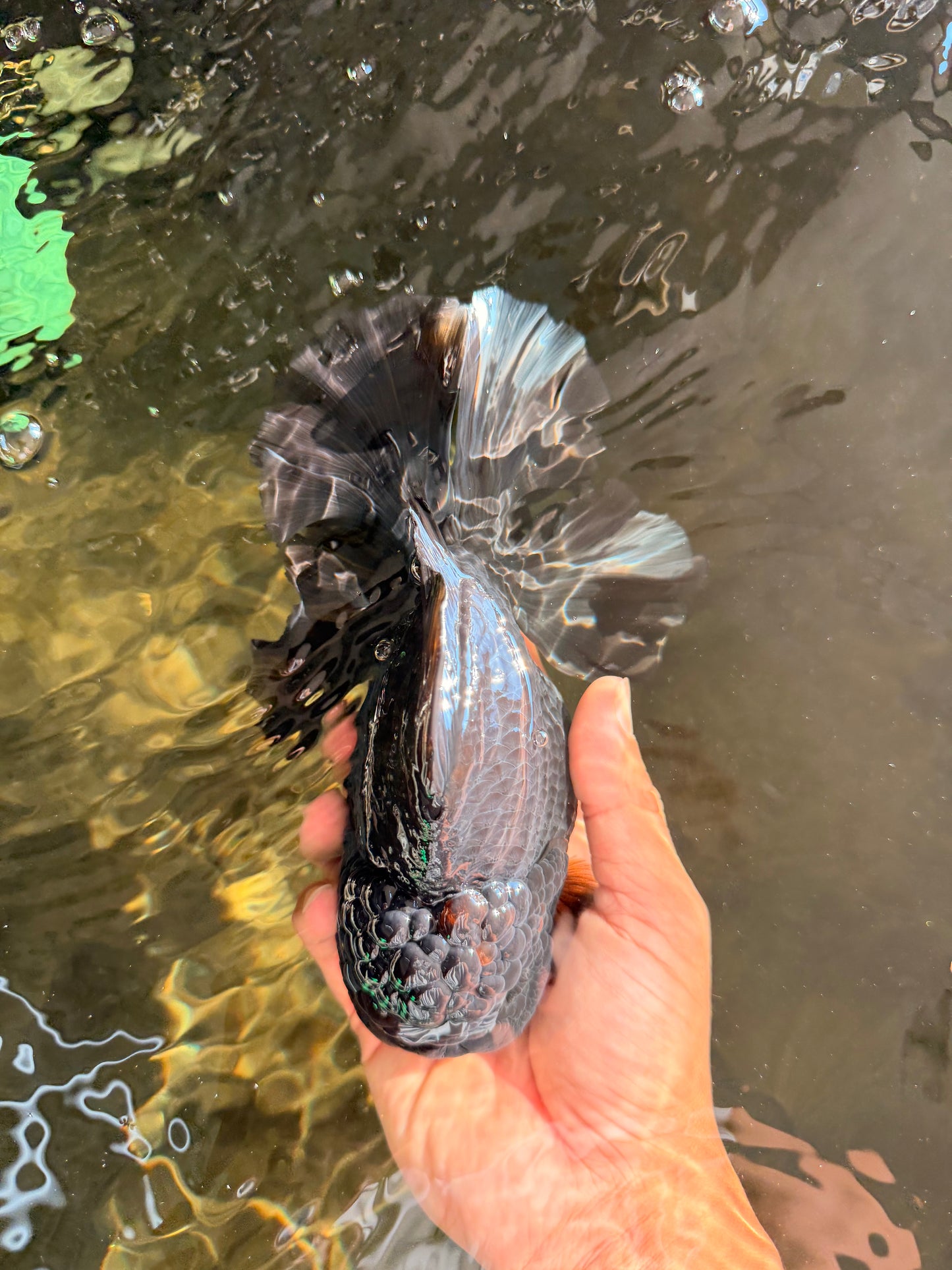 AAA Grade Broadtail Black Godzilla Oranda Male 7 inches #071026OR_01
