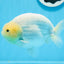 AAA Grade Lemonhead Strong Body Structure Ranchu Male 5.5 inches #0712RC_04