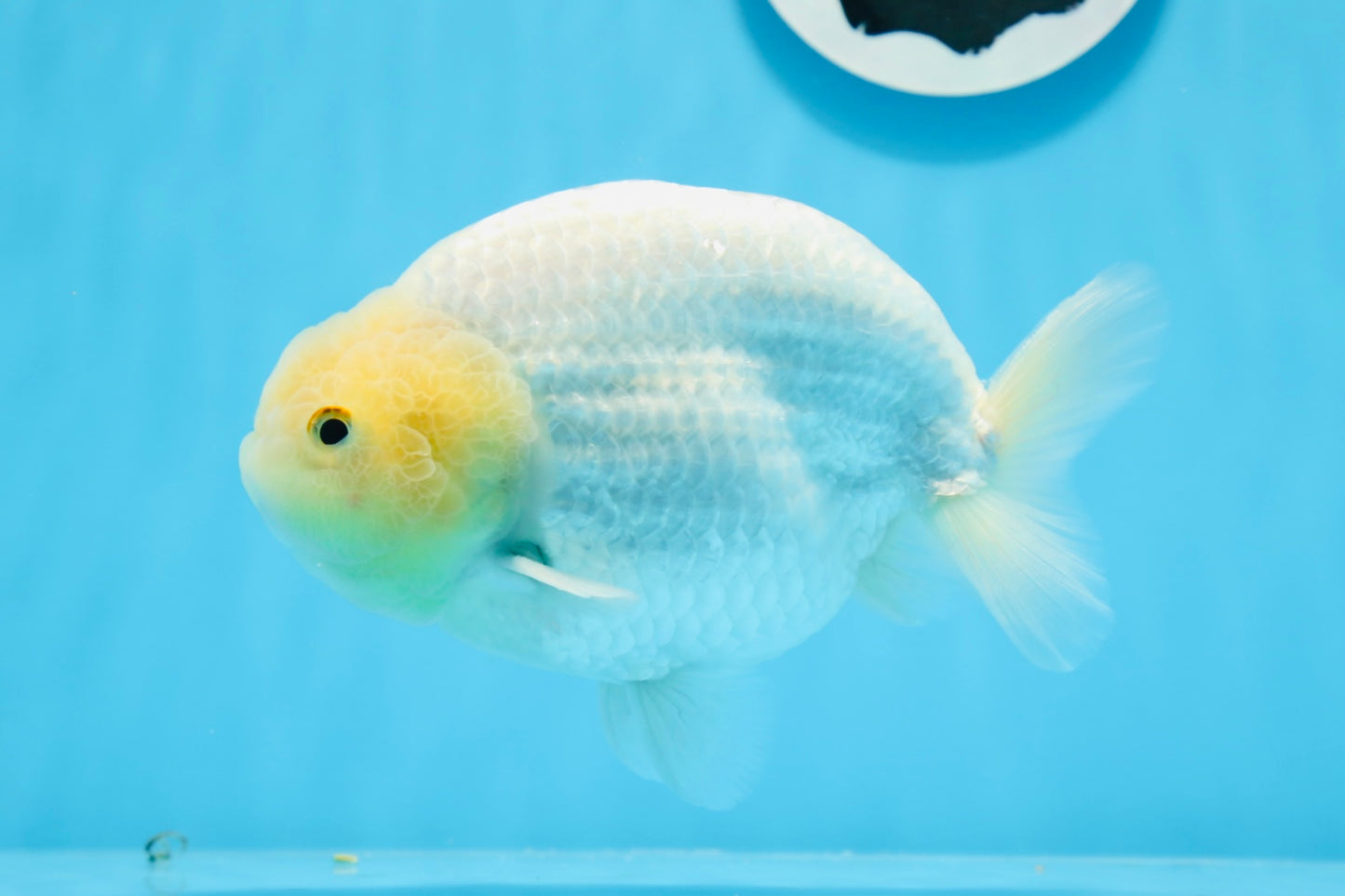 AAA Grade Lemonhead Strong Body Structure Ranchu Male 5.5 inches #0712RC_04