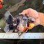 AAA Grade Super Special Marble Kirin Oranda Male 6 inches #061926OR_16