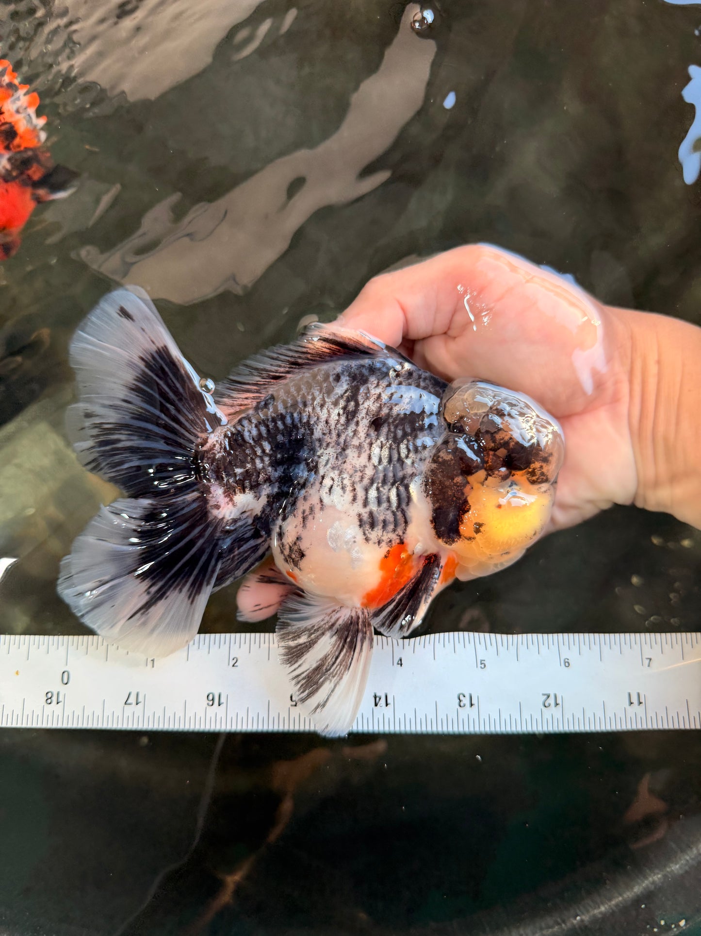 AAA Grade Super Special Marble Kirin Oranda Male 6 inches #061926OR_16