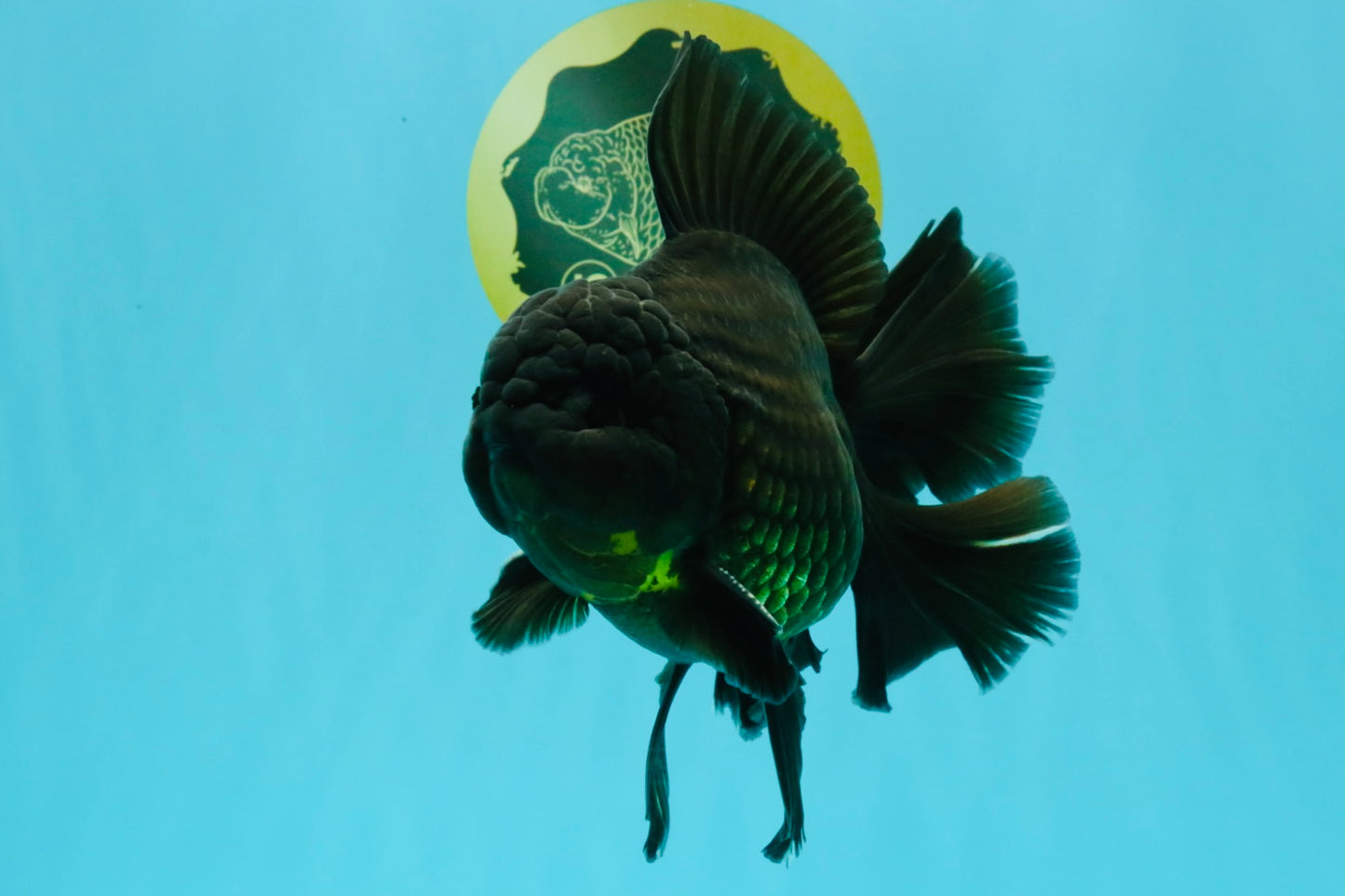 AAA Grade Godzilla Black Copper Oranda Male 7 inches #032026OR_01