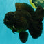 GODZILLA AAA Grade Black Oranda Male 6.5-7 inches #101626OR_18