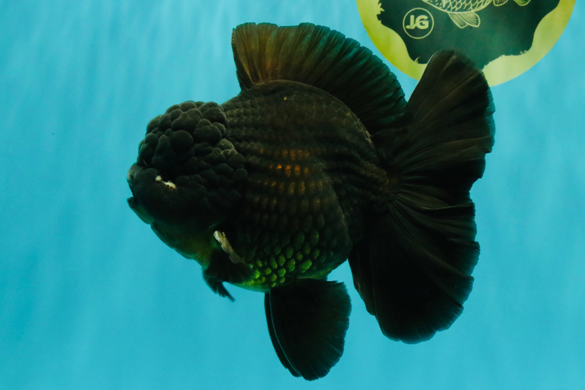 GODZILLA AAA Grade Black Oranda Male 6.5-7 inches #101626OR_18