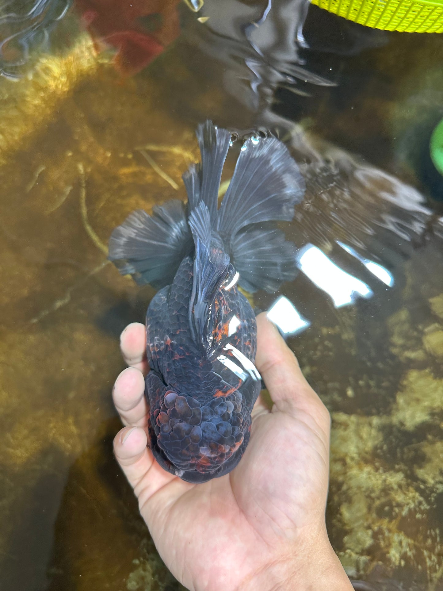 A Grade CHONKY Kirin Oranda Female 6.5 inches #072525OR_20