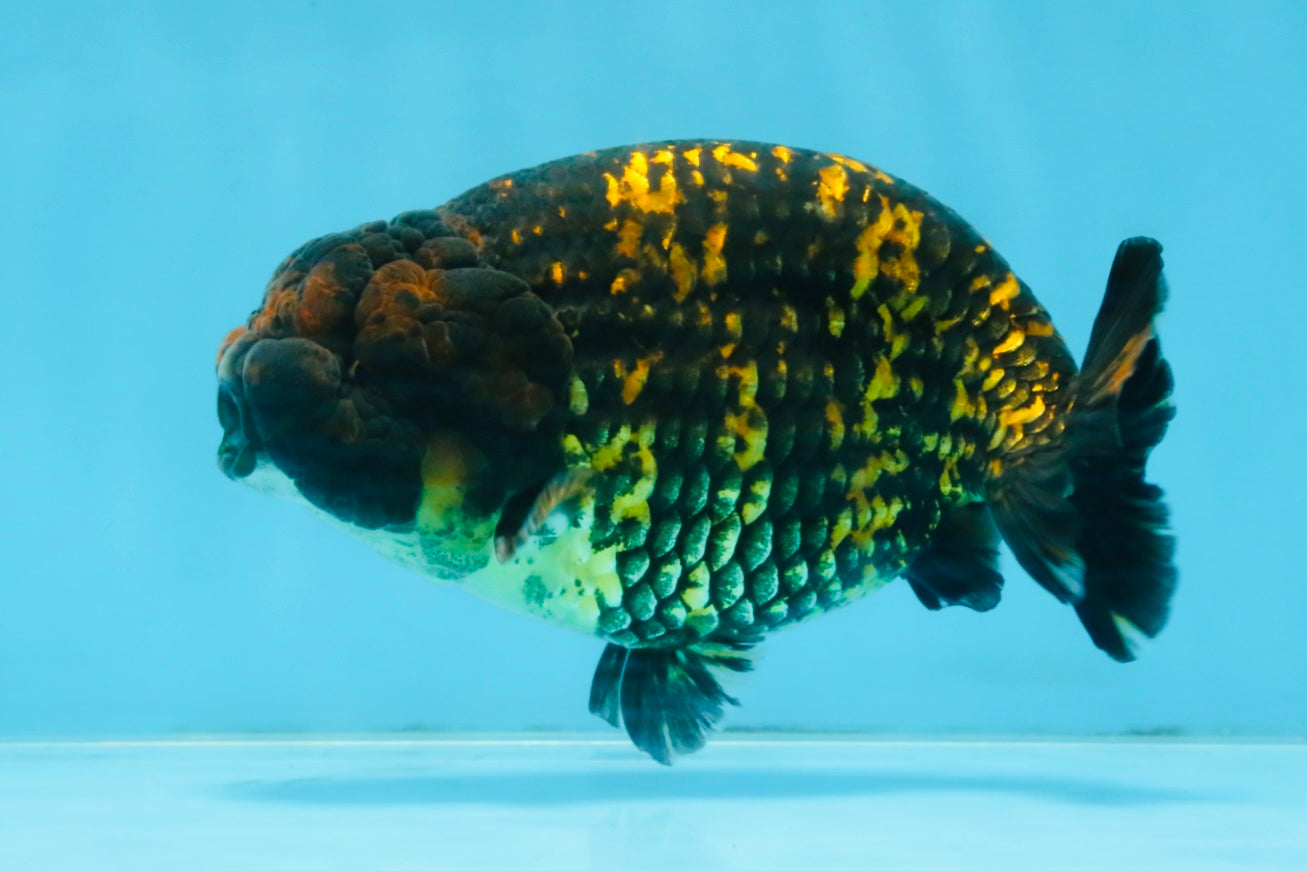 A Grade Tiger LionKing 4.5-5 inches #110725LC_17