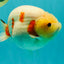 AAA Grade Sakura Ranchu Female 5.5-6 inches #102326RC_02