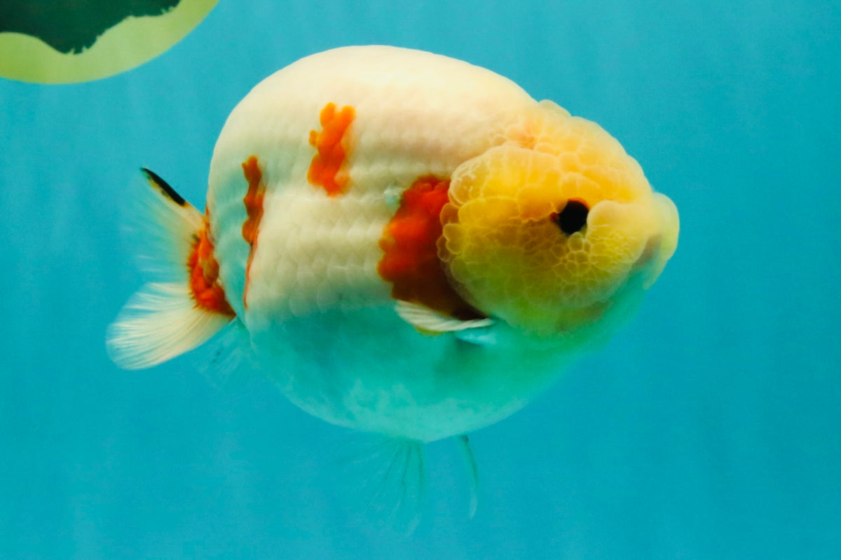 AAA Grade Sakura Ranchu Female 5.5-6 inches #102326RC_02