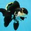 A Grade Killer Whale Panda Oranda Female 5-5.5 inches #100325OR_19