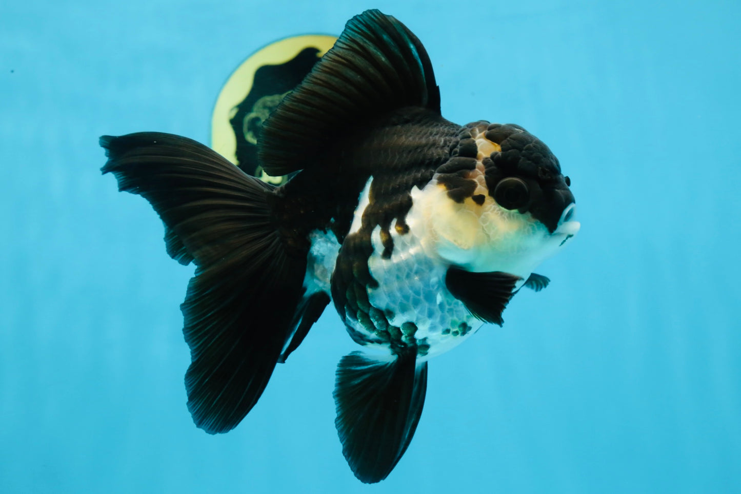A Grade Killer Whale Panda Oranda Female 5-5.5 inches #100325OR_19