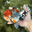 A Grade Godzilla Red Head Kirin Oranda Male 6-6.5 inches #031326OR_04