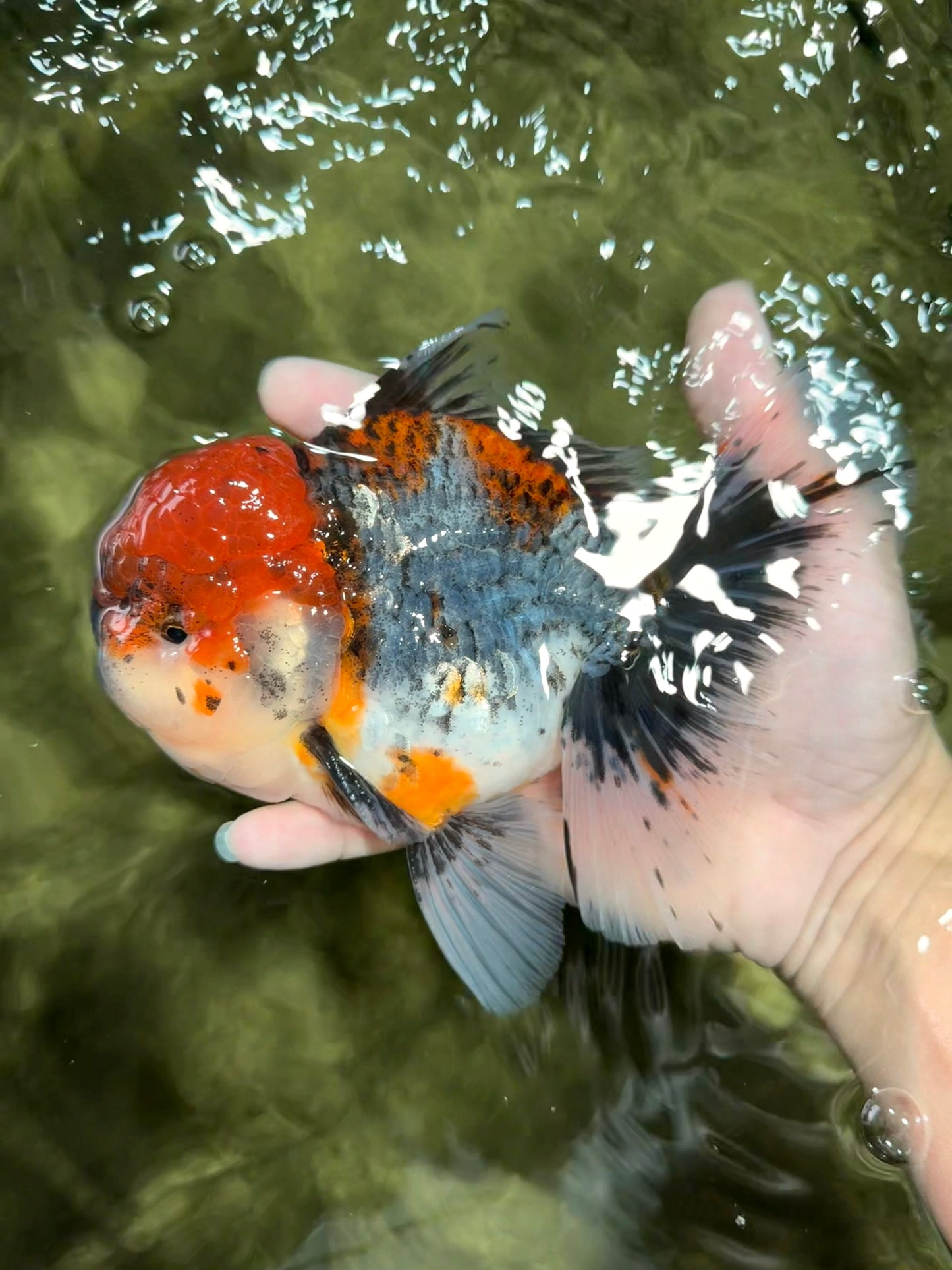 A Grade Godzilla Red Head Kirin Oranda Male 6-6.5 inches #031326OR_04
