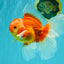 A Grade Red White Oranda Male 6 inches #071726OR_25