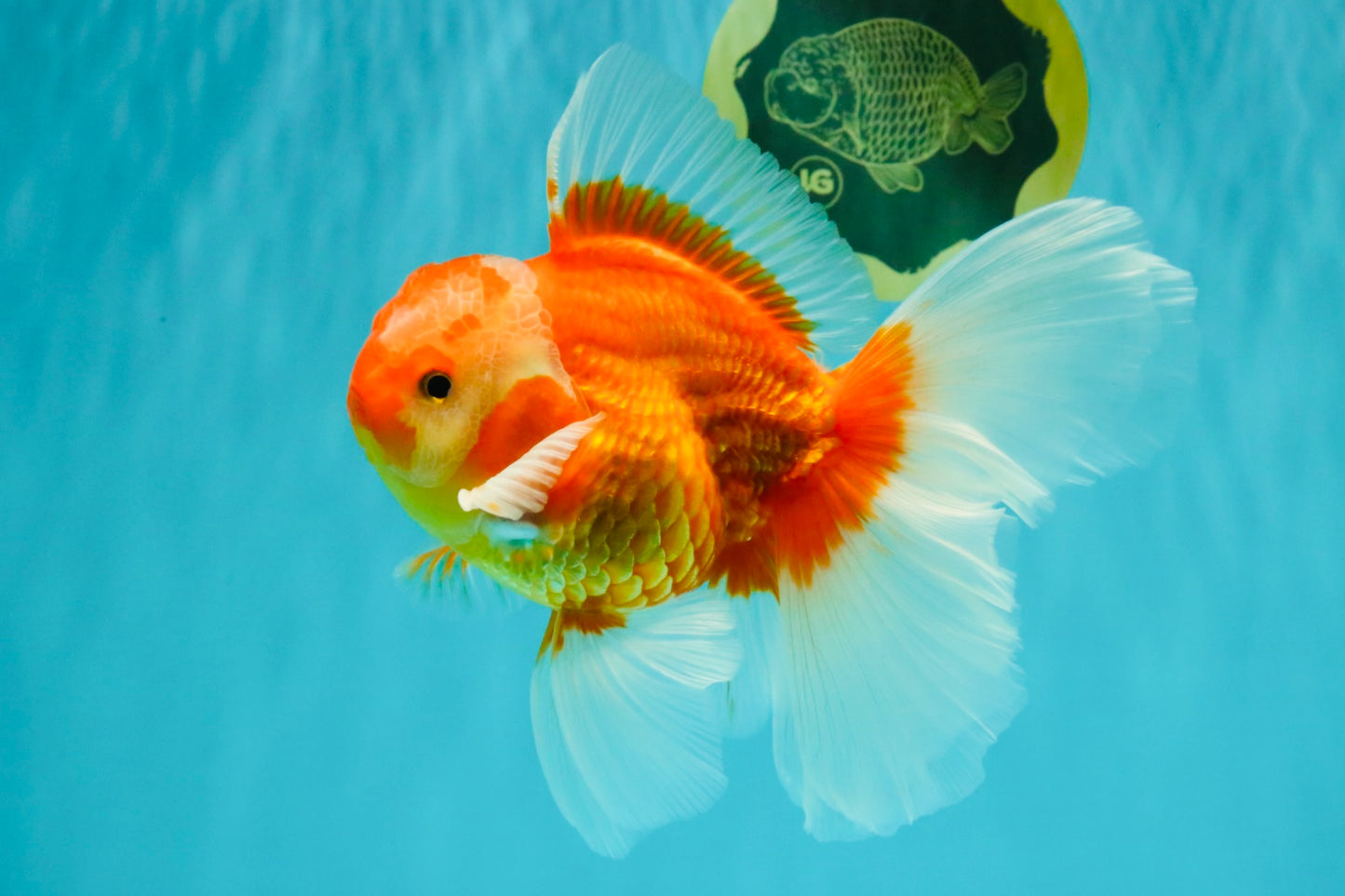 A Grade Red White Oranda Male 6 inches #071726OR_25