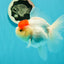 A Grade Pom-poms Tancho Oranda Female 5 inches #102524OR_12