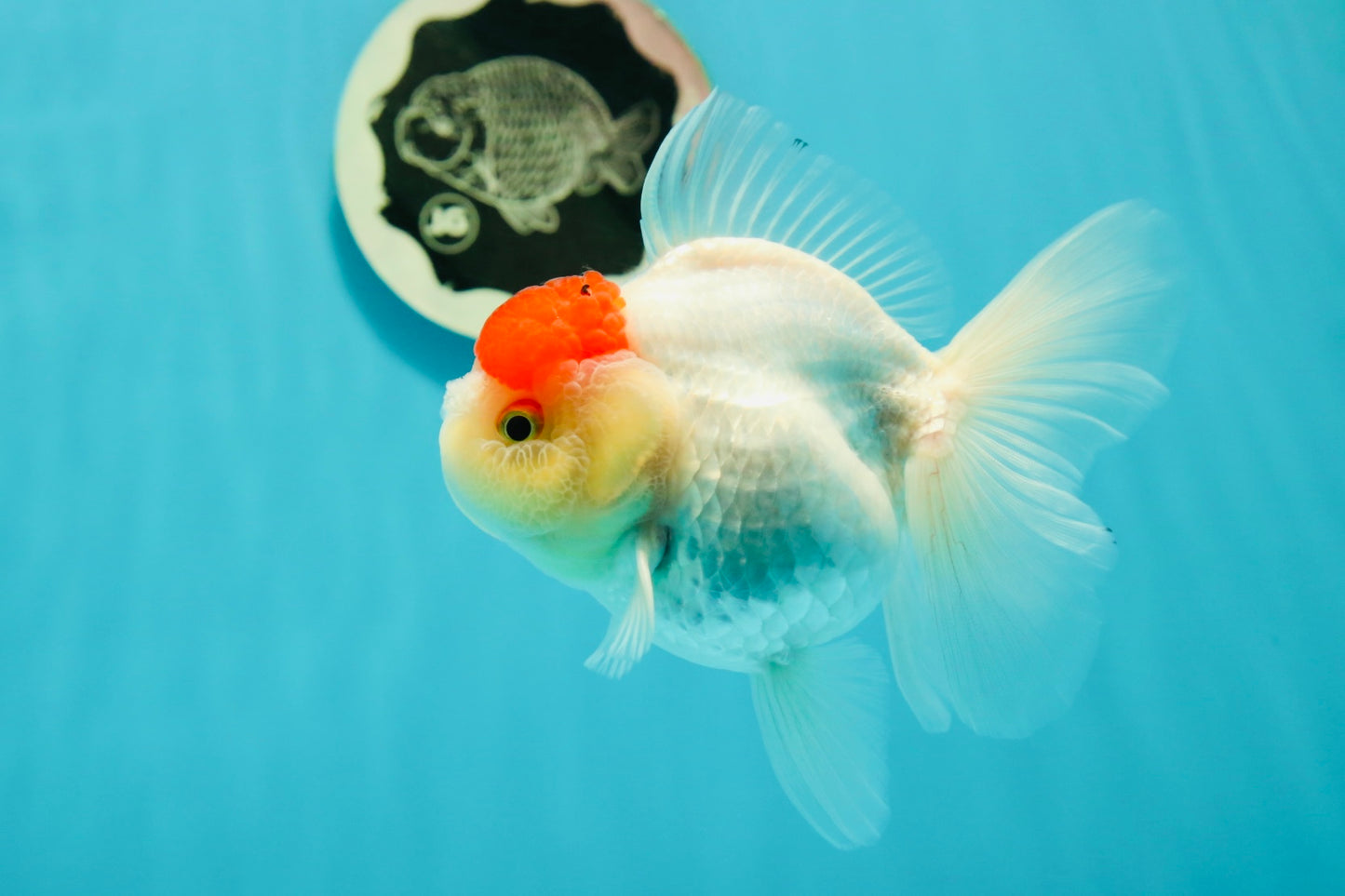 A Grade Pom-poms Tancho Oranda Female 5 inches #102524OR_12