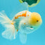AAA Grade Red White Oranda Male 6 inches #030626OR_17