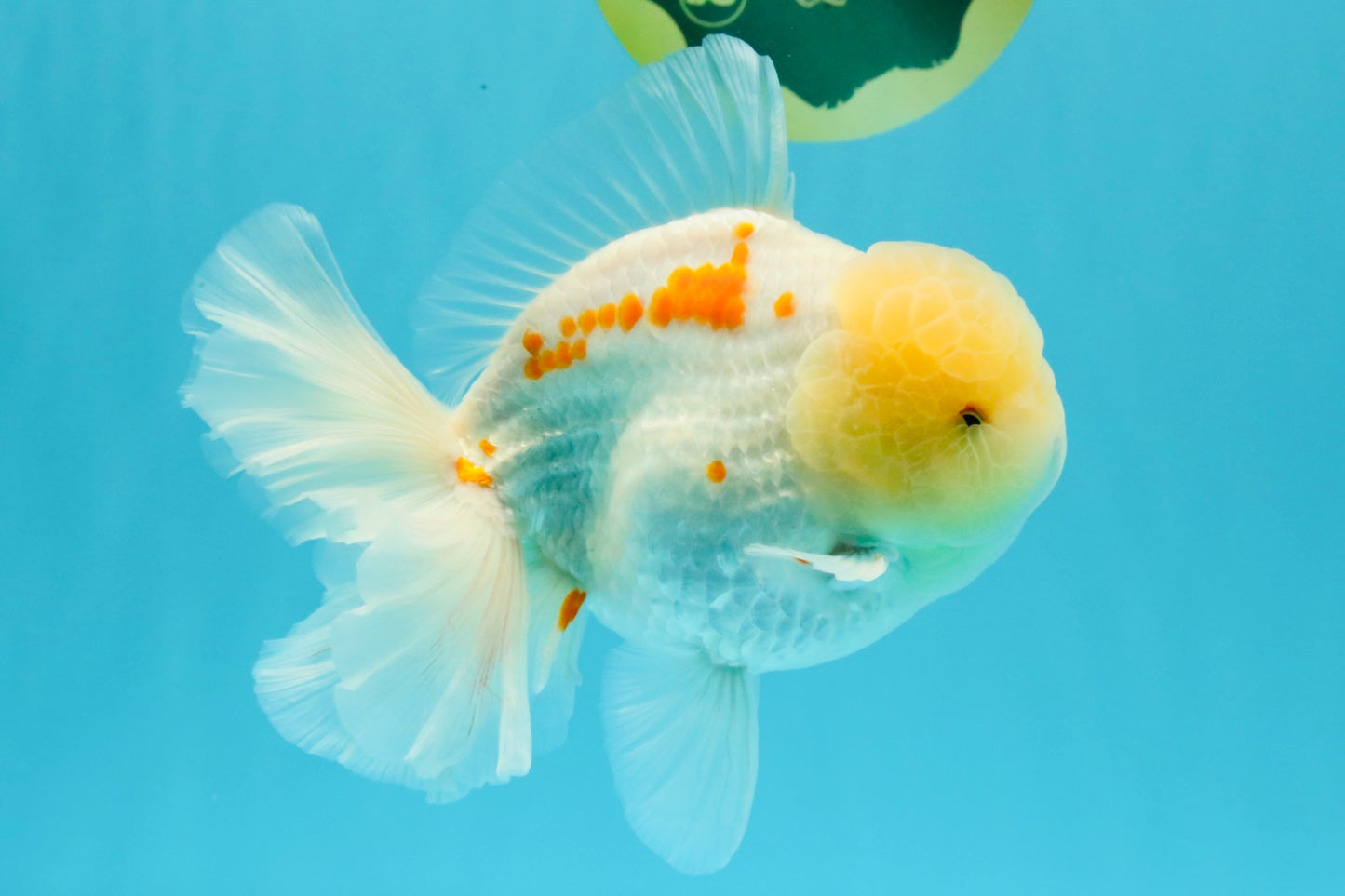 AAA Grade Red White Oranda Male 6 inches #030626OR_17