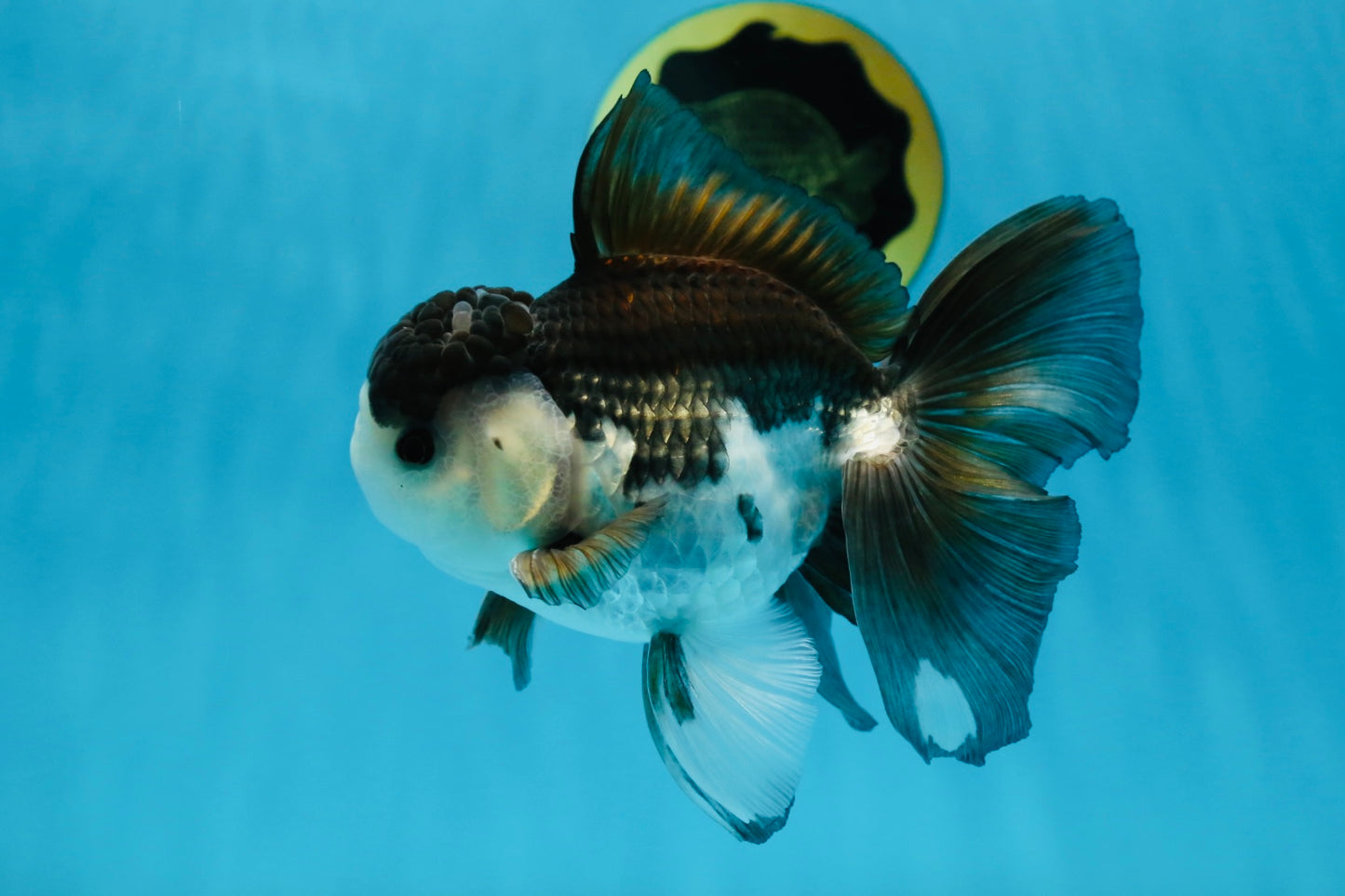 A Grade Panda Button Eyes Oranda Male 5-5.5 inches #011725OR_04