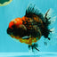 AAA Grade Calico Oranda Female 6.5-7 inches #100226OR_30