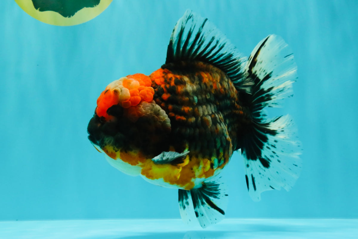 AAA Grade Calico Oranda Female 6.5-7 inches #100226OR_30