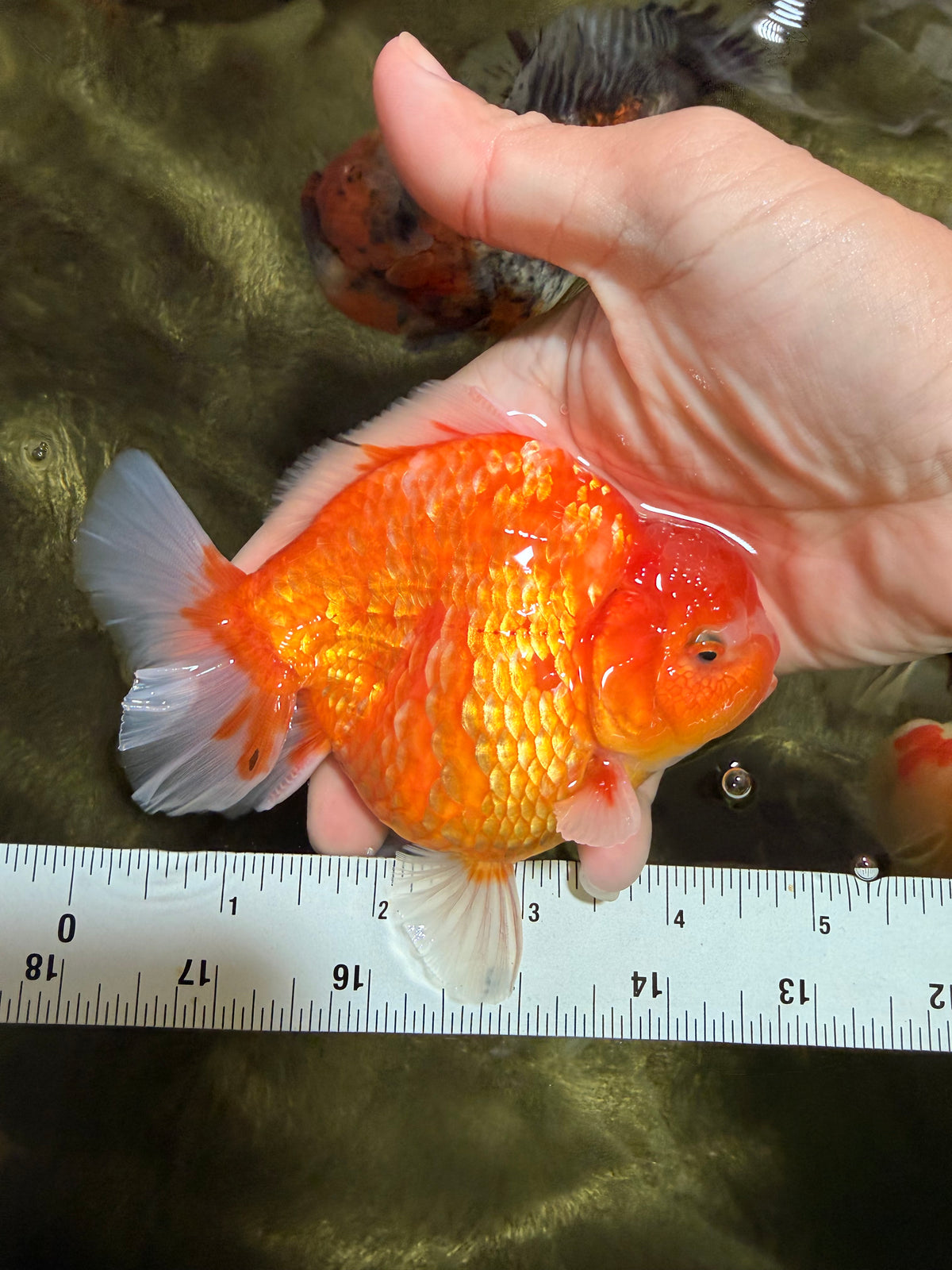 A Grade Diamond Scale Sakura Yuanbao Male 4.5 inches #101626YB_35