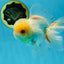 A Grade White Oranda Male 5.5-6 inches #060625OR_26